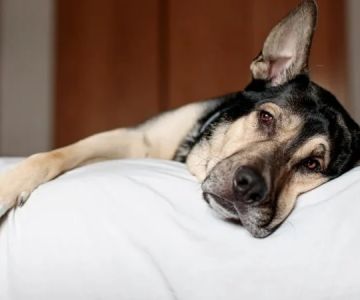 How to Handle Emergency Situations with Your Pet | Pet Safety Tips