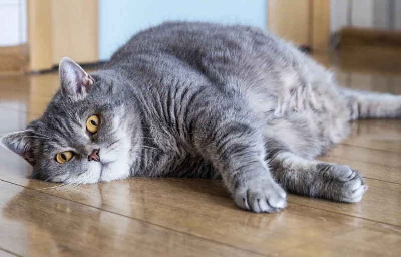 How to Manage Your Pet’s Weight and Prevent Obesity: A Complete Guide