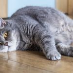 How to Manage Your Pet’s Weight and Prevent Obesity: A Complete Guide