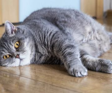 How to Manage Your Pet’s Weight and Prevent Obesity: A Complete Guide