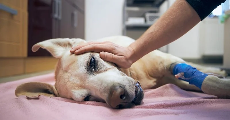 Dealing with Anxiety and Stress in Pets: Expert Vet Advice for UK Pet Owners