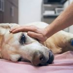 Dealing with Anxiety and Stress in Pets: Expert Vet Advice for UK Pet Owners