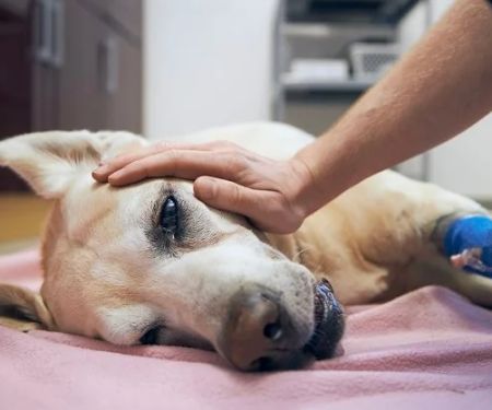 Dealing with Anxiety and Stress in Pets: Expert Vet Advice for UK Pet Owners