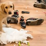 Managing Pet Anxiety and Stress: Expert Vet Advice