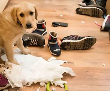 Managing Pet Anxiety and Stress: Expert Vet Advice