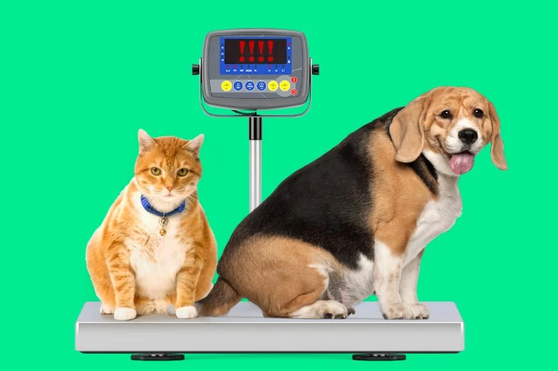 How to Manage Your Pet’s Weight and Prevent Obesity: Expert Tips for Pet Owners