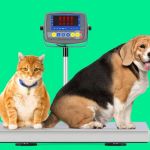 How to Manage Your Pet’s Weight and Prevent Obesity: Expert Tips for Pet Owners