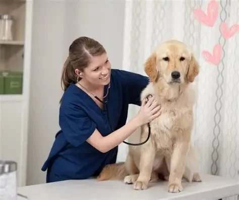 Pet Dental Care: Why Regular Vet Visits Matter for Your Pet’s Oral Health