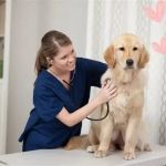 Pet Dental Care: Why Regular Vet Visits Matter for Your Pet’s Oral Health