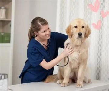 Pet Dental Care: Why Regular Vet Visits Matter for Your Pet’s Oral Health