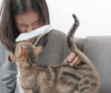 How to Recognize and Handle Allergies in Dogs and Cats