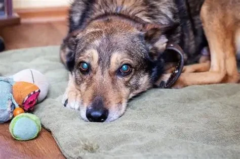 How to Spot Signs of Arthritis in Older Pets: Key Indicators and Care Tips