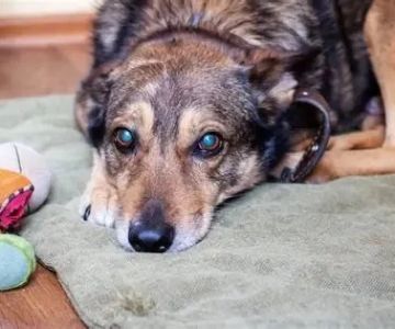 How to Spot Signs of Arthritis in Older Pets: Key Indicators and Care Tips
