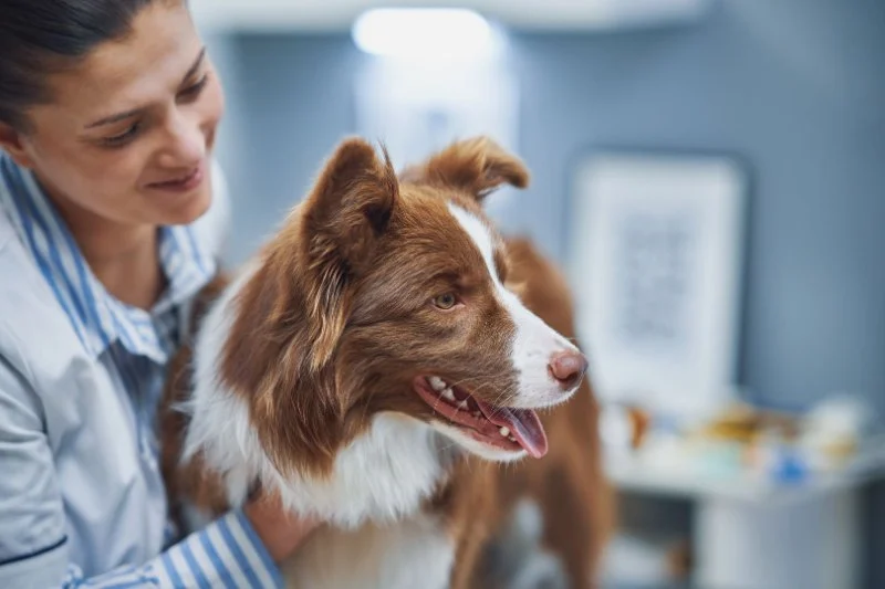 Recognizing Symptoms of Allergies in Dogs and Cats: A Complete Guide for Pet Owners