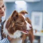 Recognizing Symptoms of Allergies in Dogs and Cats: A Complete Guide for Pet Owners