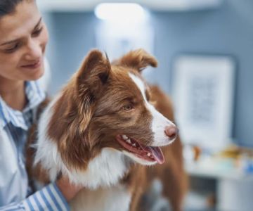 Recognizing Symptoms of Allergies in Dogs and Cats: A Complete Guide for Pet Owners
