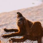 Recognizing Symptoms of Allergies in Dogs and Cats: A Guide for UK Pet Owners