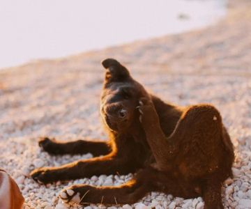 Recognizing Symptoms of Allergies in Dogs and Cats: A Guide for UK Pet Owners