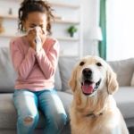 Best Practices for Allergy Care in Senior Pets
