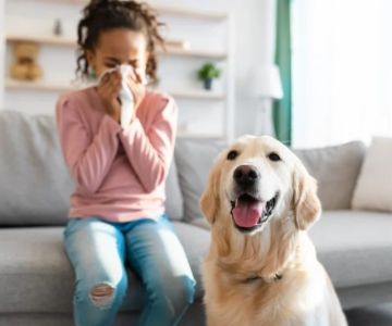 Best Practices for Allergy Care in Senior Pets