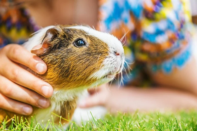 Top 10 Behaviour Training Every Guinea Pig Owner in the UK Should Know