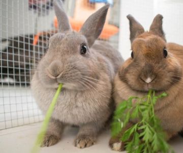 UK Pet Owner’s Guide to Preventive Care for Rabbits: Tips for a Healthy Pet