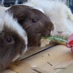 Top 10 Behaviour Training Every Guinea Pigs Owner in the UK Should Know