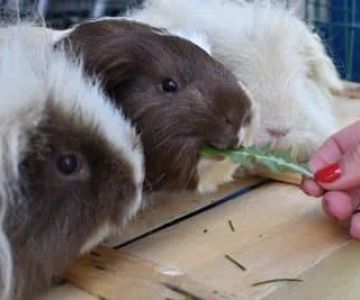 Top 10 Behaviour Training Every Guinea Pigs Owner in the UK Should Know