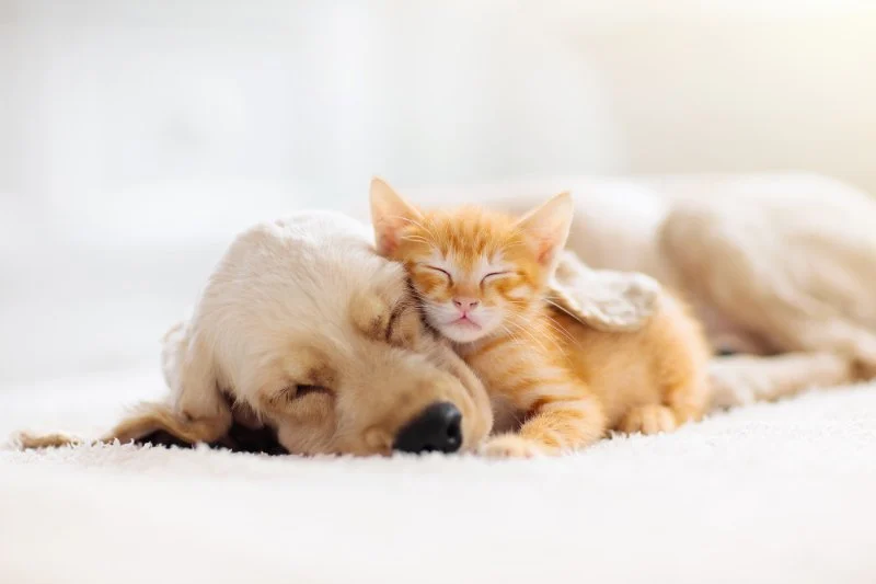 Top 10 Puppy and Kitten Care Tips Every Dog Owner in the UK Should Know