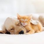 Top 10 Puppy and Kitten Care Tips Every Dog Owner in the UK Should Know