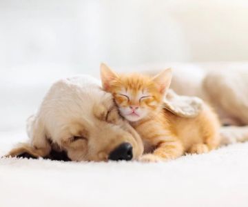 Top 10 Puppy and Kitten Care Tips Every Dog Owner in the UK Should Know