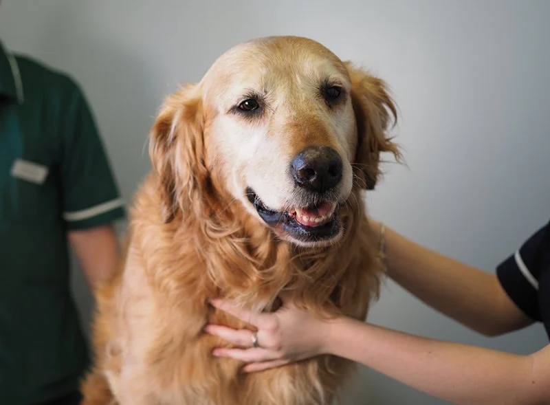 The Importance of Skin and Coat Care for Senior Pets in the UK