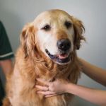 The Importance of Skin and Coat Care for Senior Pets in the UK