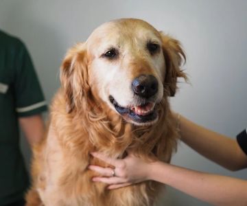 The Importance of Skin and Coat Care for Senior Pets in the UK