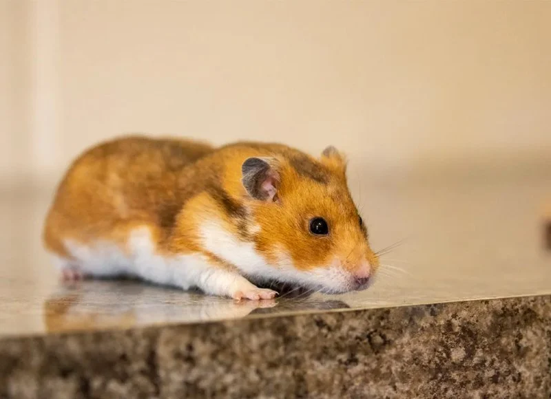 Expert Vet Advice on Behaviour Training for Hamsters