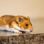 Expert Vet Advice on Behaviour Training for Hamsters