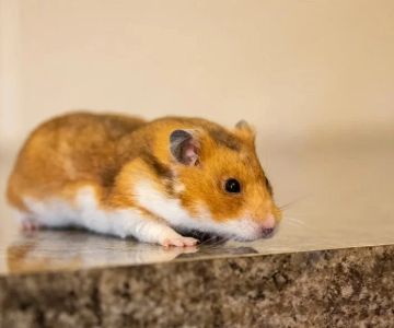 Expert Vet Advice on Behaviour Training for Hamsters