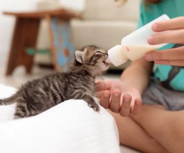 Complete Guide to Mental Health for Kittens: Supporting Your Kitten's Well-Being