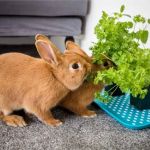 Vet-Approved Nutrition Tips for Rabbits: Ensure Your Bunny’s Health