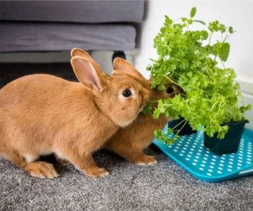 Vet-Approved Nutrition Tips for Rabbits: Ensure Your Bunny’s Health