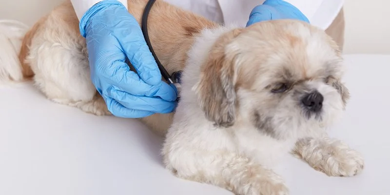 Complete Guide to Common Illnesses for Puppies