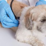 Complete Guide to Common Illnesses for Puppies