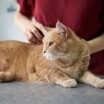 Seasonal Health Tips Explained: Keeping Your Kittens Healthy in the UK