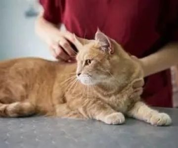 Seasonal Health Tips Explained: Keeping Your Kittens Healthy in the UK