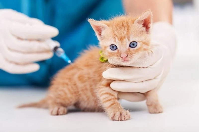 How to Improve Kittens' Preventive Care at Home