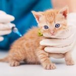 How to Improve Kittens' Preventive Care at Home