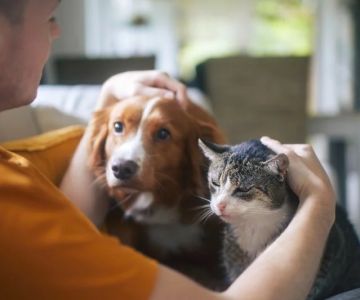 Allergy Care Tips for Exotic Pets: What UK Pet Owners Need to Know