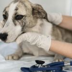 Health Checkup Tips for Cats: What UK Pet Owners Need to Know