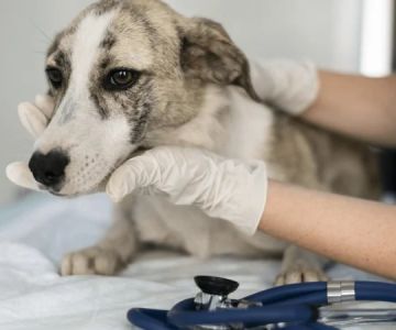 Health Checkup Tips for Cats: What UK Pet Owners Need to Know