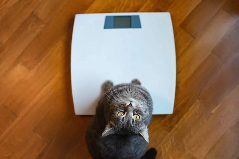 Expert Vet Advice on Weight Management for Senior Pets